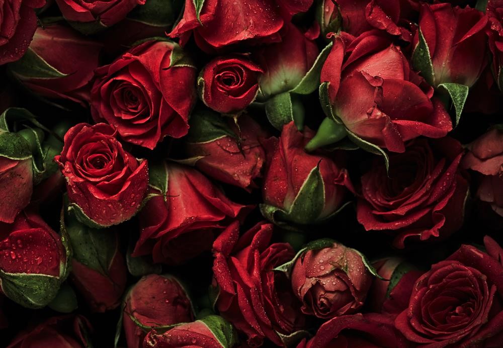 Intensywnie czerwone róże z kroplami rosy
