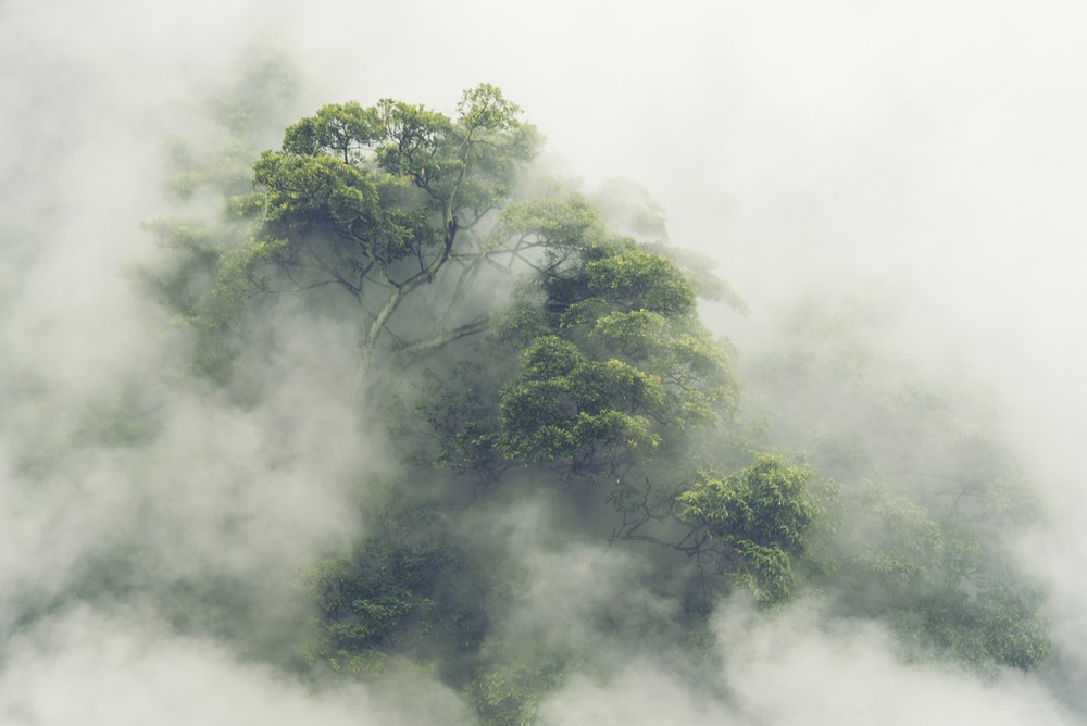 Japońska jungla we mgle