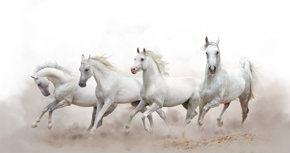 Konie arabskie w galopie