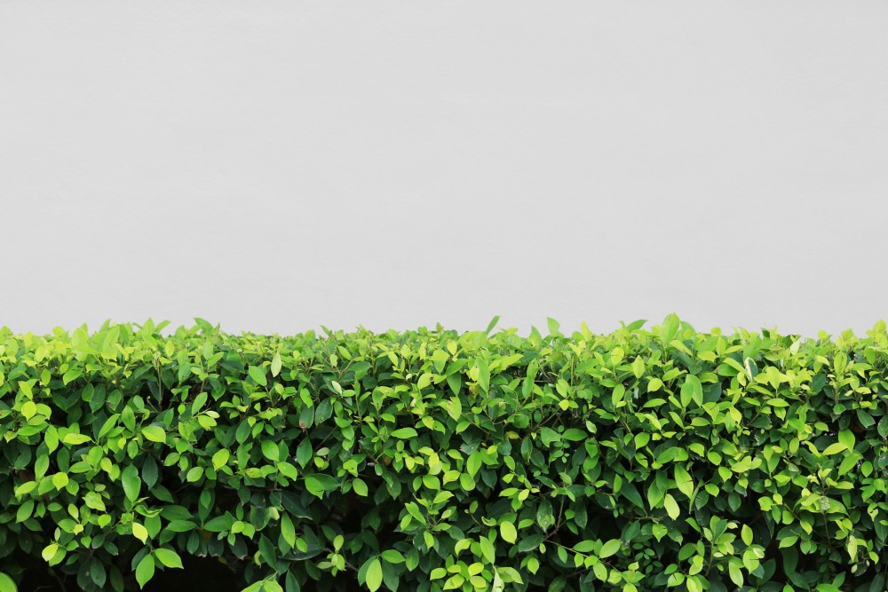 Harmonia Zielonych Liści