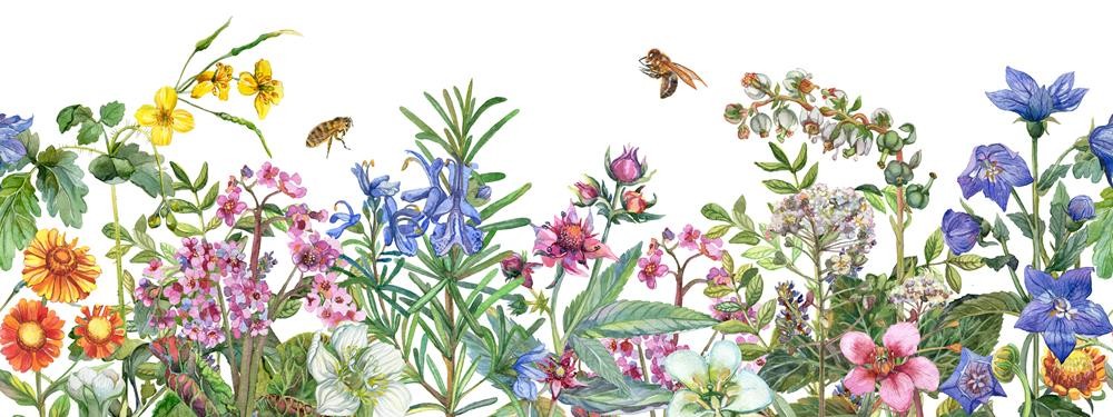 Pszczoły, polne kwiaty i zioła