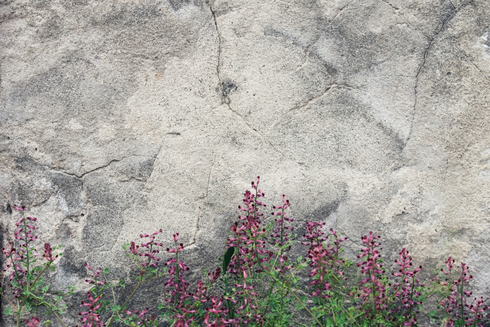 Kadr z Kwiatowym Akcentem