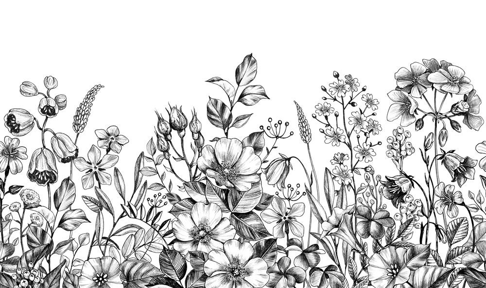 Czarno-białe polne kwiaty