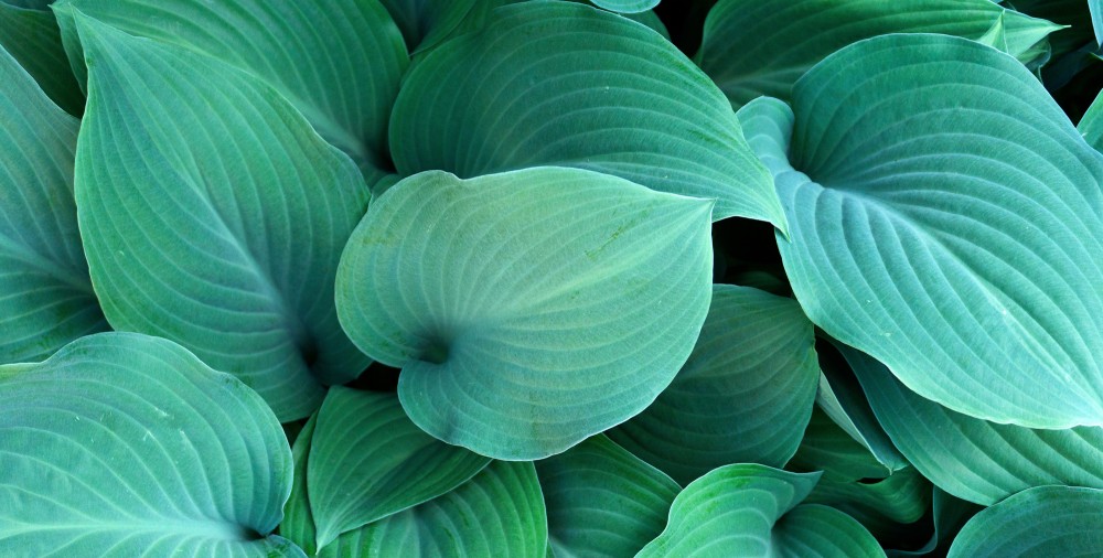 Wiosenne Tchnienie Liści