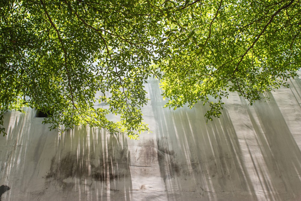 Cienie i Liście na Murze