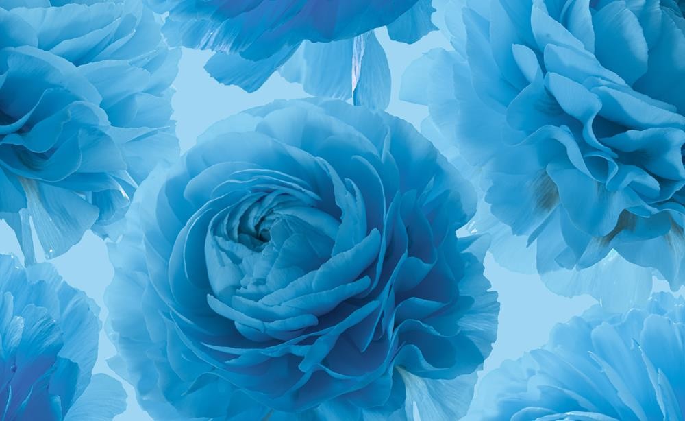 Pąki błękitnych kwiatów