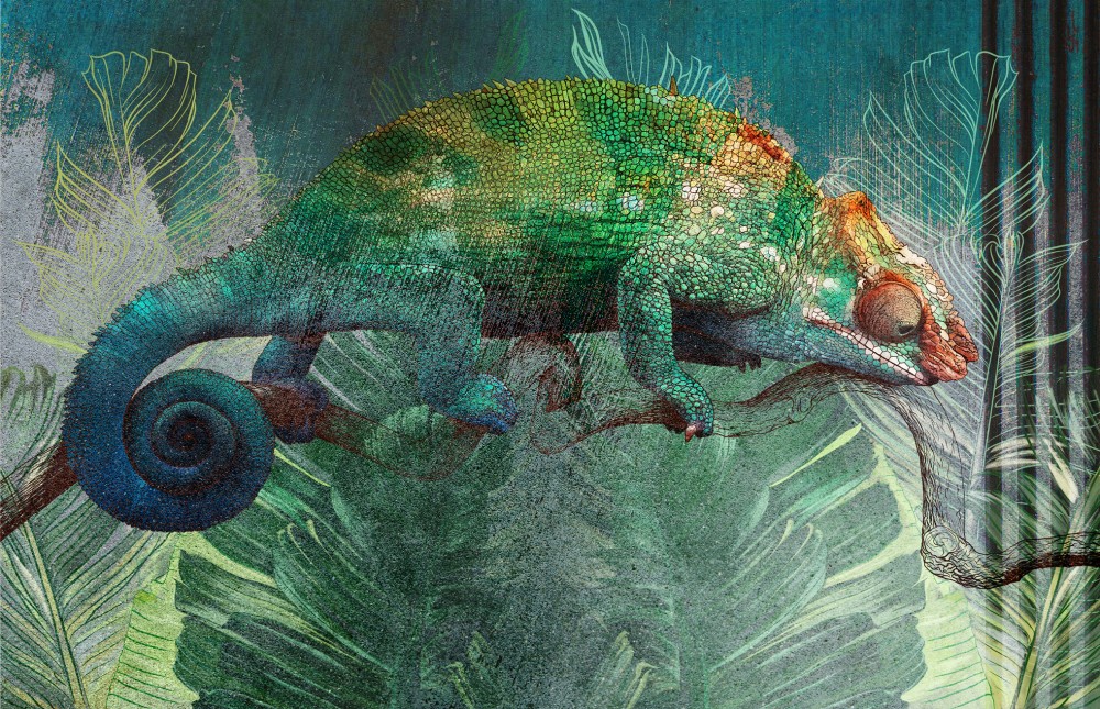 Wzory z Dżungli: Kameleon na Murze