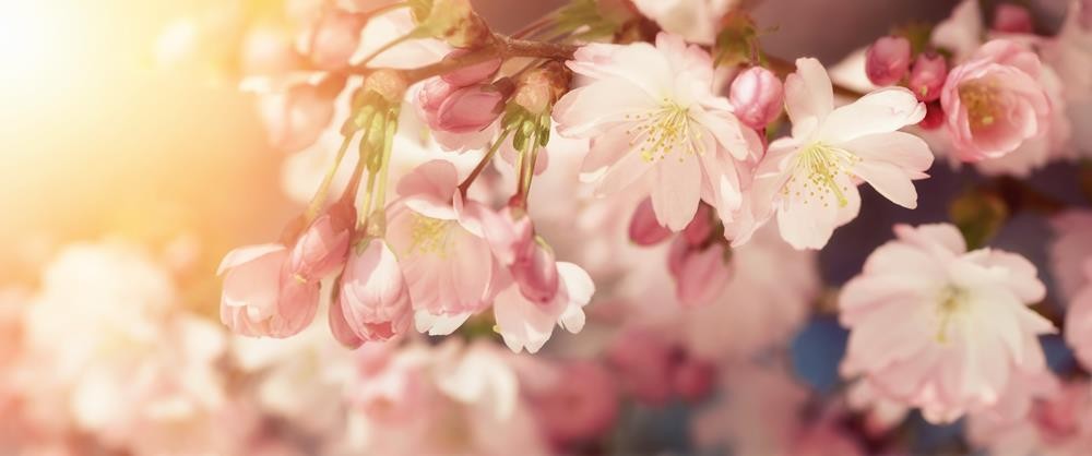 Kwiaty wiśni w różowej tonacji