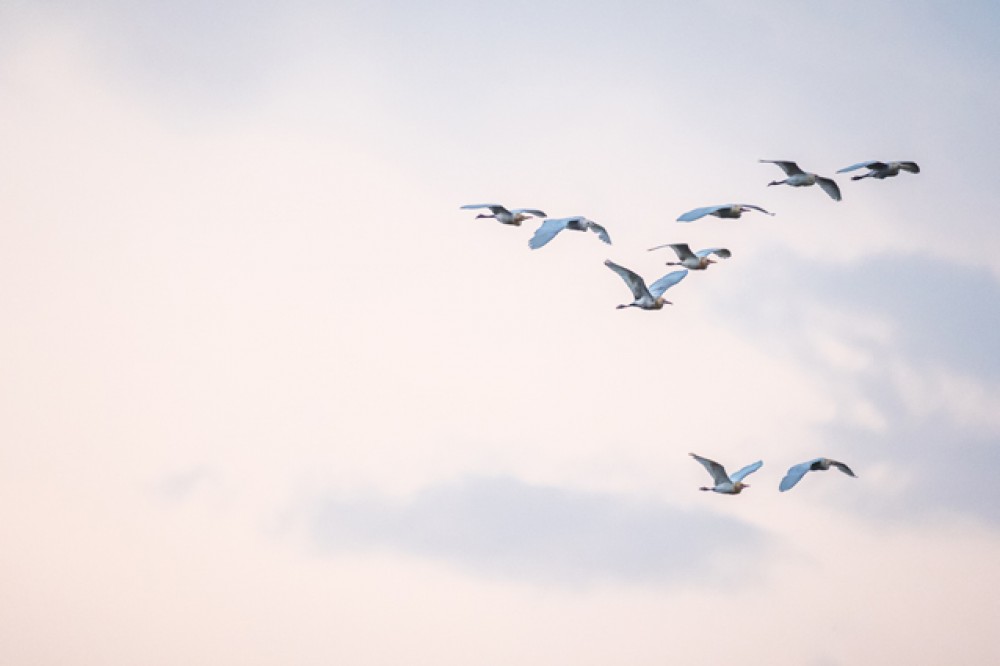 Stado ptaków w locie