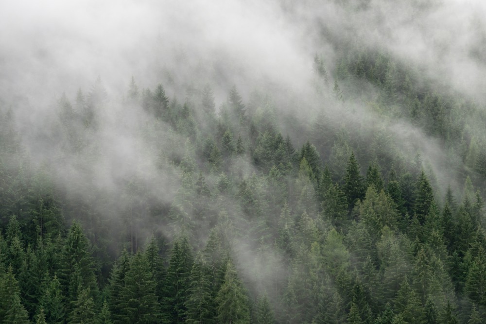 Mgła nad drzewami iglastymi