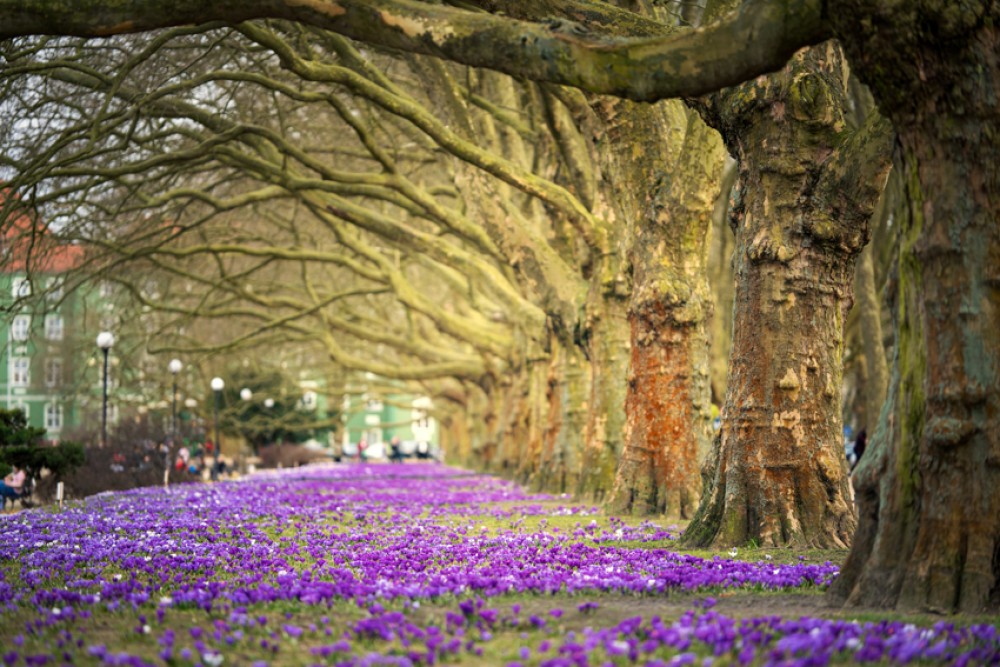 Wiosna w Szczecinie – Jasne Błonia