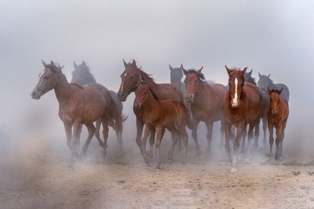 Stado koni pośród mgły