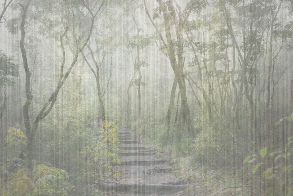 Ścieżka w tajemniczym tropikalnym lesie