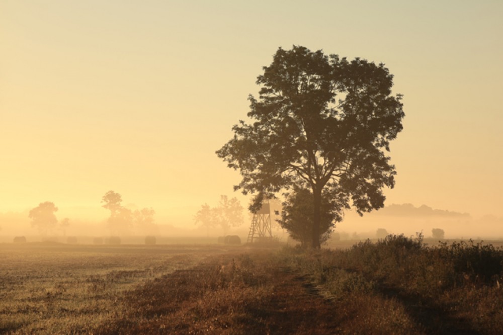 Drzewo obok polnej drogi otulone mgłą