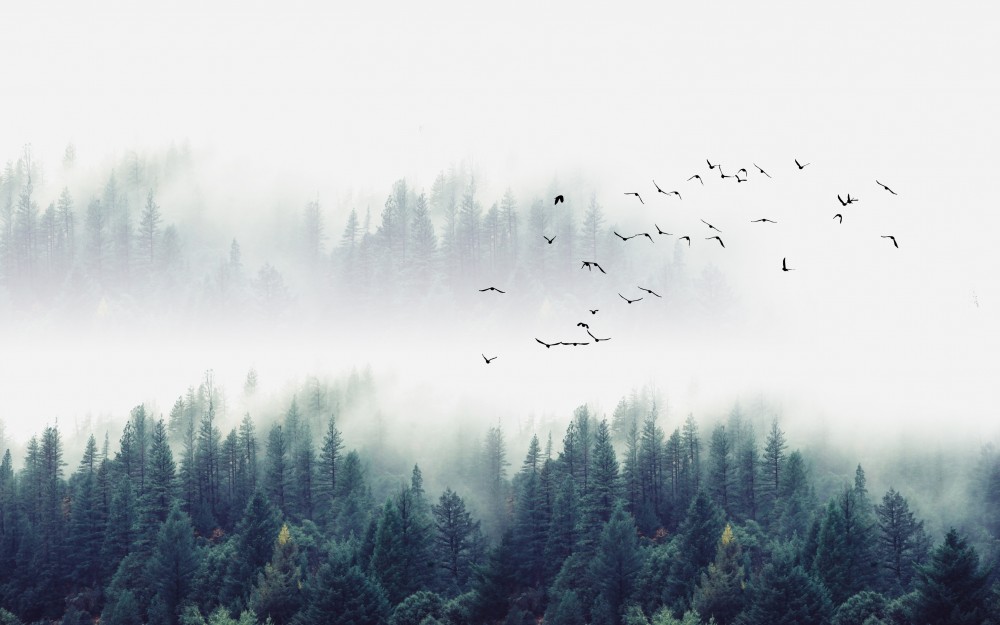 Ptaki nad zamglonym lasem