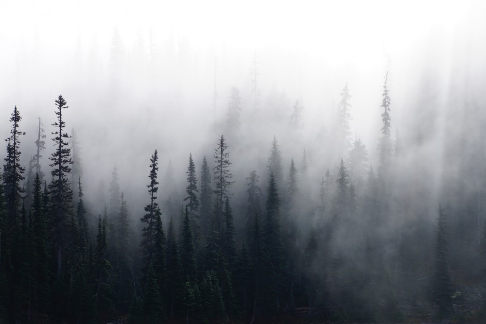 Poranna mgła w lesie iglastym
