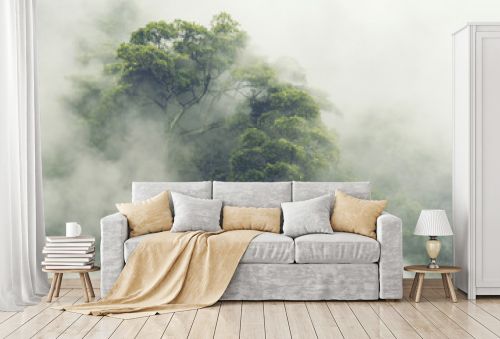 tropical forest in Japan, nature jungle with green tree and fog, concept of zin therapy comfortable freedom relaxing for spa and yoga, eco natural sustainable conservation