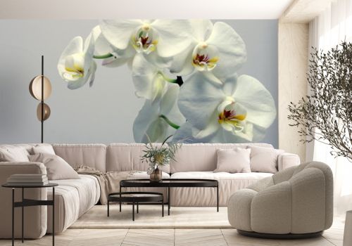 storczyk (orchidea)