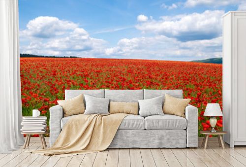Red poppies set in the Derbyshire countryside, Baslow, Derbyshire