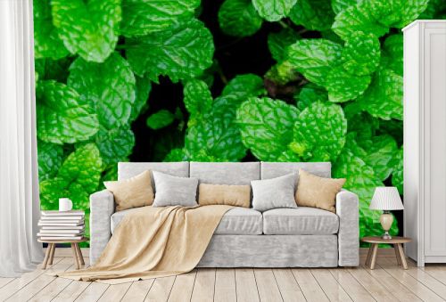 Aesthetic pattern from green mint leaves for nature and exotic background and wallpaper
