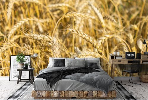 Field of barley, grain. golden ears of barley, closeup Wheat. The concept of agricultural production