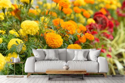 Tagetes erecta, the Aztec marigold or Mexican marigold flowers growing as decor 