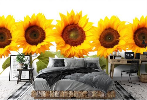 row of several sunflowers, png file of isolated cutout object on transparent background.
