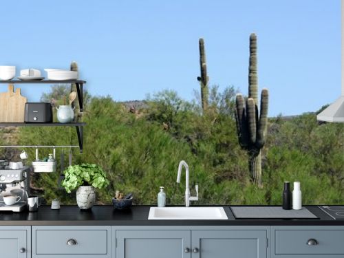 saguaro cactus in desert