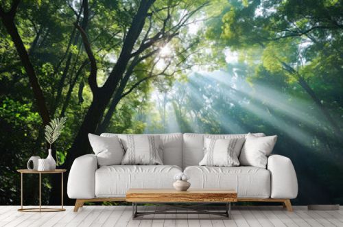 Forest canopy opening, sunlight streaming through a dense forest, creating an open sky space above the trees, providing a harmonious blend of nature and sky for versatile copy placement.