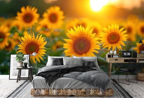 Beautiful Sunflower Field sunrise