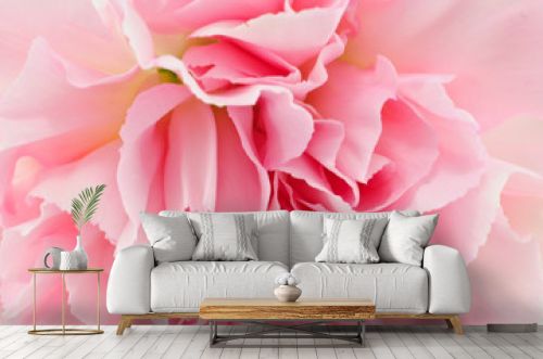 Pink Carnation Isolated on white background