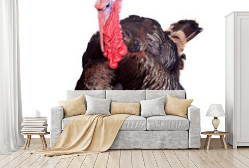 Turkey isolated on the white background