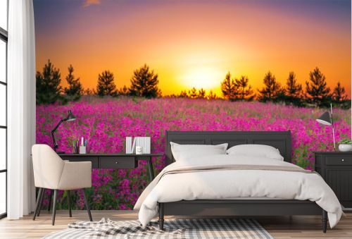 summer landscape with purple flowers on a meadow and sunset