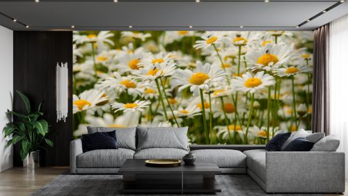 Daisy flower background.