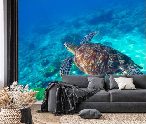 Sea turtle in water. Wild turtle swimming underwater in blue tropical sea.