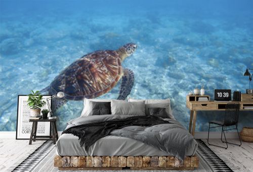 Sea turtle swims underwater. Snorkeling with tortoise. Wild green turtle in tropical lagoon.