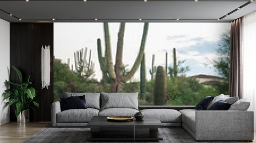 Saguaro Cactus grows on the desert at Pinnacle Peak in Scottsdale, AZ.