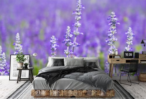 Beautiful Blooming Purple Salvia (Blue sage) flower field in outdoor garden.Blue Salvia is herbal plant in the mint family. - Image