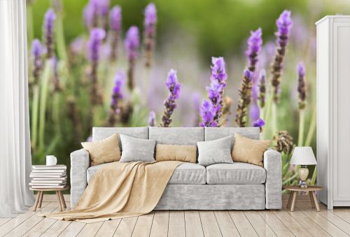 Lavender purple flowers background