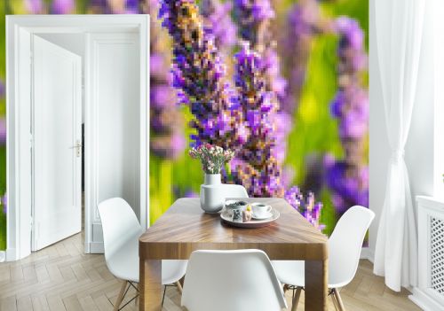 Lavender plant in full flower in Provence, France