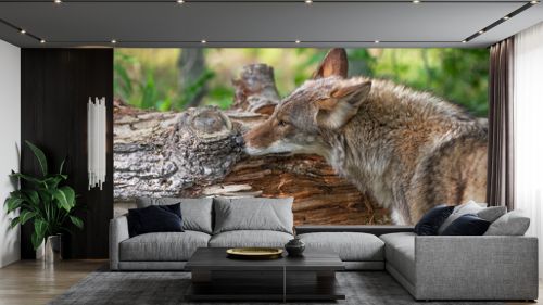 Adult Coyote (Canis latrans) Sniffs at Log Summer