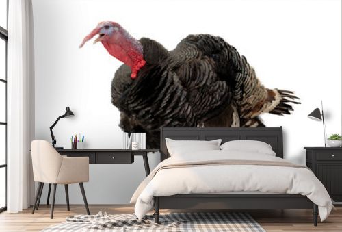 angry turkey isolated on white background