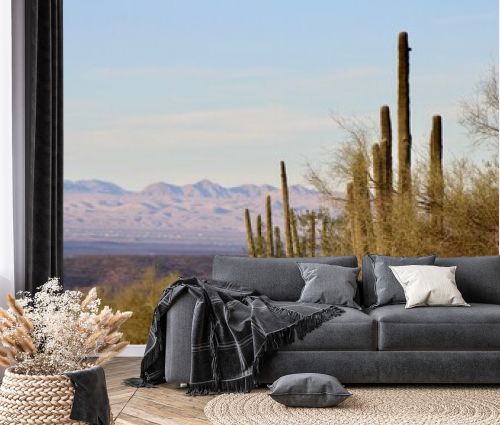 Desert saguaro in Arizona