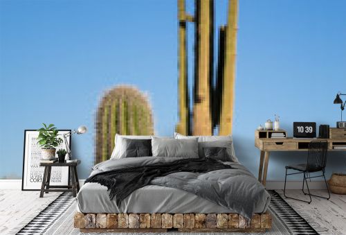 Saguaro cacti in Arizona desert