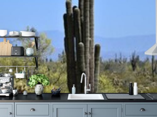 multi arm saguaro cactus in arizona