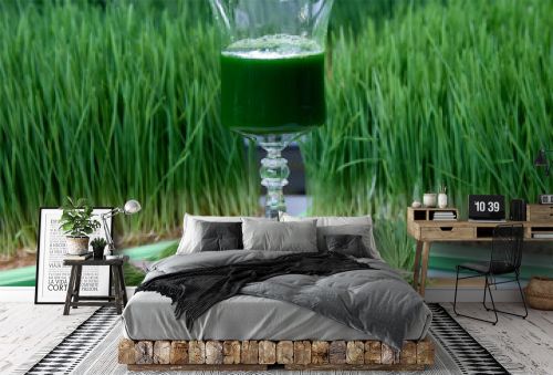 Filled with green vitrgrass juice glass stands between bunches greenery against background substrates with thick wheatgrass. Bright photo healthy nutritious drink in glass against on farm