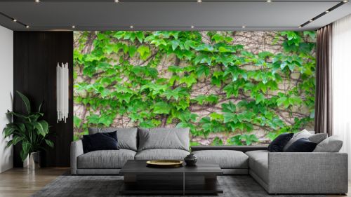 Textura de hojas trepadora en pared de una casa en el campo