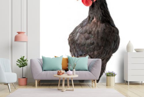 chicken have red comb. Black australorp rooster stand on isolated white background.