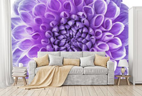 Purple dahlia. Flower on a white isolated background with clipping path. For design. Closeup. Nature.