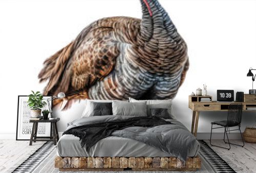 Wild turkey bird on a transparant background, PNG, Generative Ai